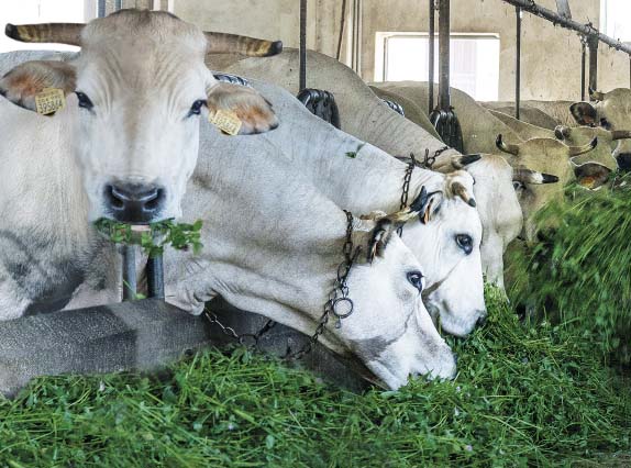 Bonino-alimentazione-con-erba-fresca-fresh-grass-diet-alimentation-élevage-avec-herbe-fraîche-pour-lait-de-meilleure-qualité-alimentacion-con-hierba-fresca-Fütterung-mit-frischem-Gras