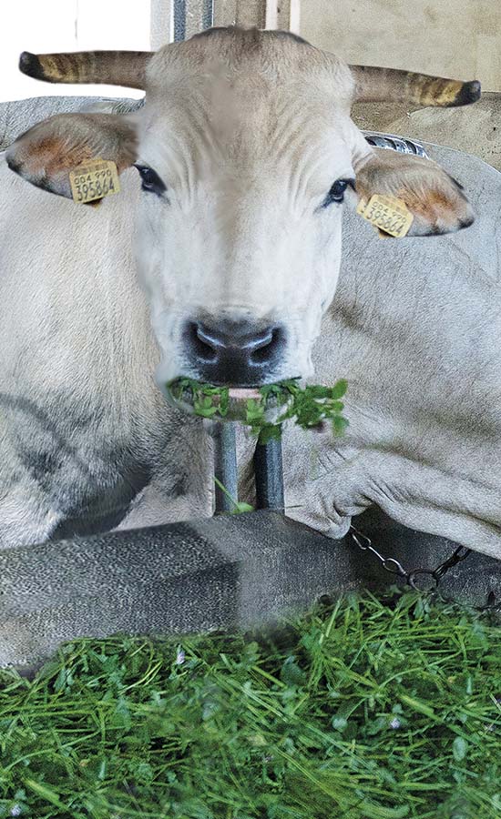 Bonino-alimentazione-con-erba-fresca-feeding-with-grazed-fourragement-en-vert-alimentacion-con-hierba-fresca-Fütterung-mit-frischem-Gras