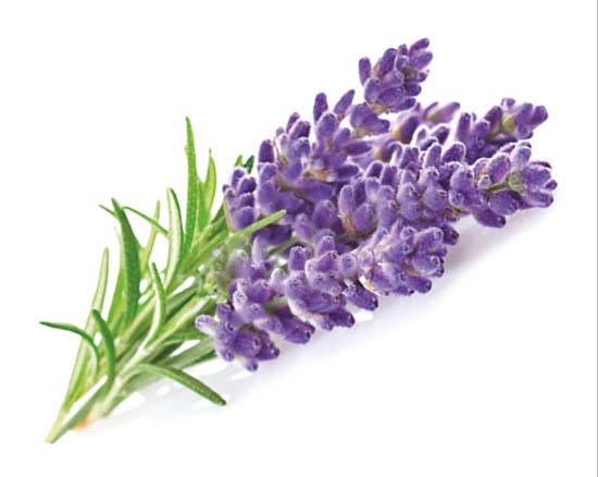 Bonino-macchina-raccolta-lavanda-harvester-lavandula-latifolia-récolteuse-de-lavande-máquina-recolectora-Kräuterernte-Lavendel