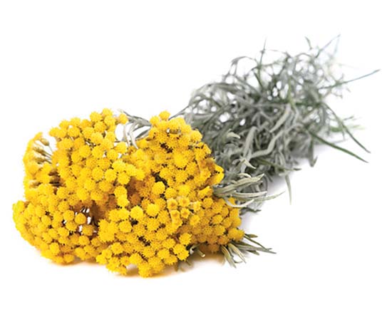 Bonino-macchina-raccolta-elicriso-helichrysum-collecting-machine-récolteuse-immortelle-máquina-recolectora-flor-eterna-Erntemaschine-für-Strohblumen