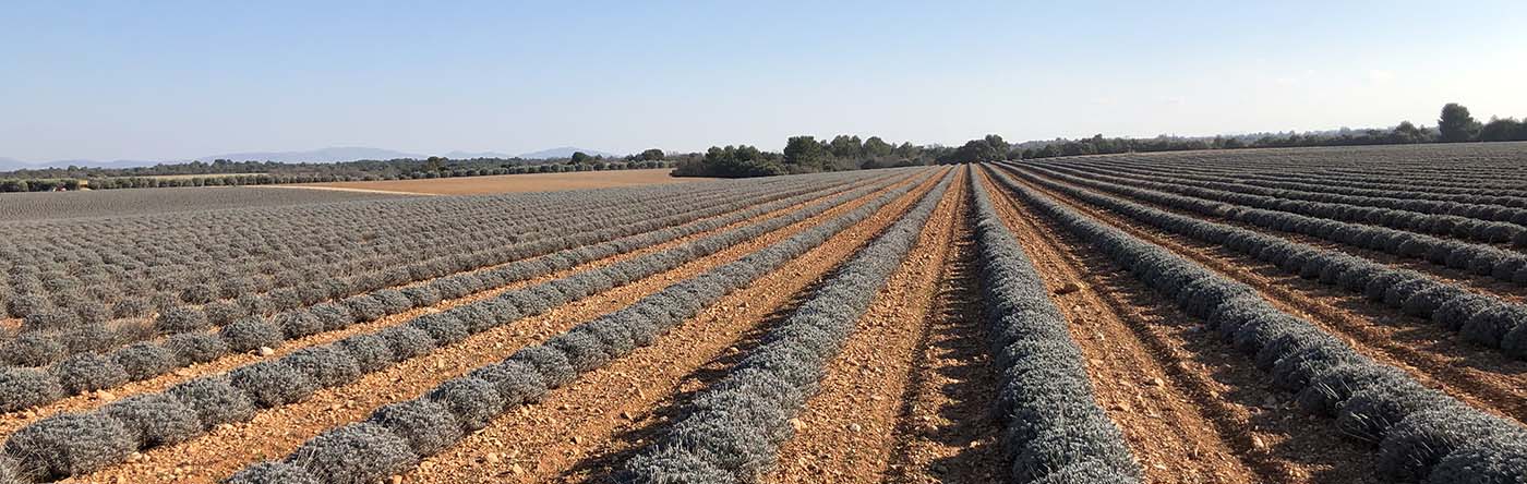 Bonino-macchina-raccolta-lavanda-lavender-harvesting-machines